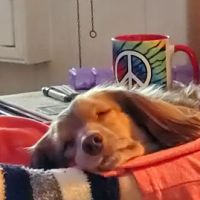 Oxnard Veterinary Hospital ico