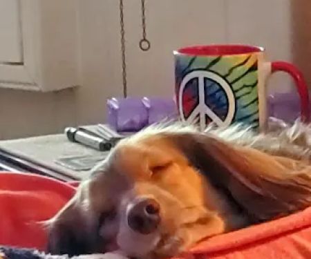 Oxnard Veterinary Hospital