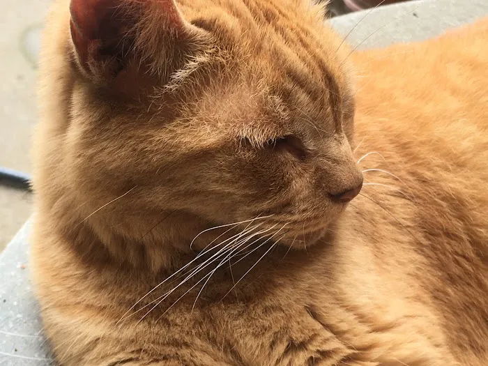 Oxnard Veterinary Hospital Picture 2