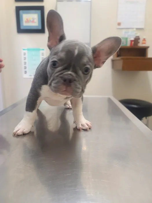 Oxnard Veterinary Hospital Picture 7