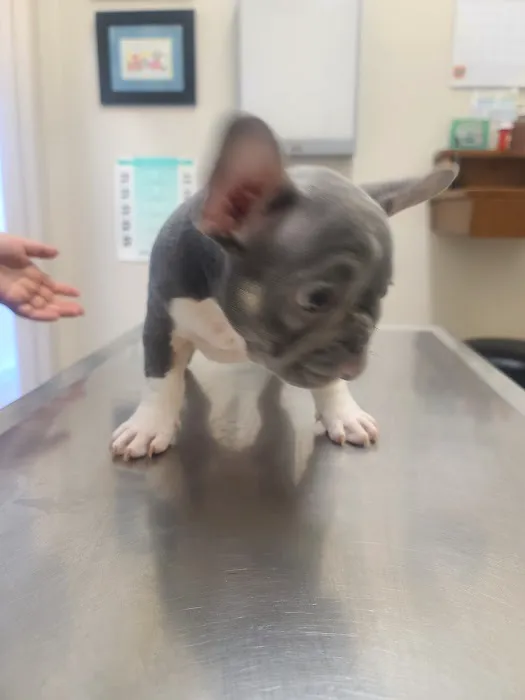 Oxnard Veterinary Hospital Picture 8