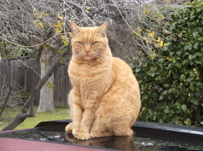 Oxnard Veterinary Hospital Picture 10