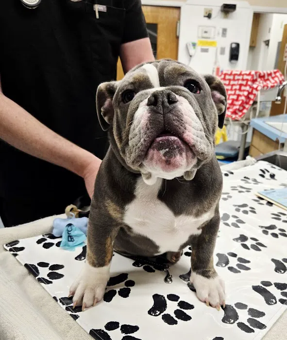 101 Pet Vet Picture 1