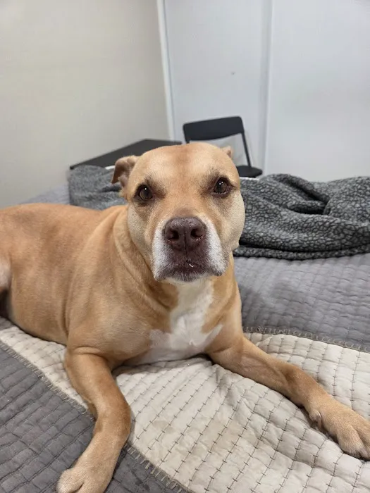 101 Pet Vet Picture 7