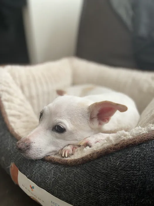 101 Pet Vet Picture 4