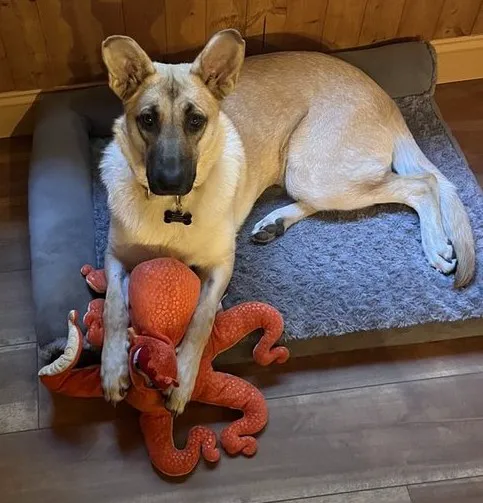 101 Pet Vet Picture 6