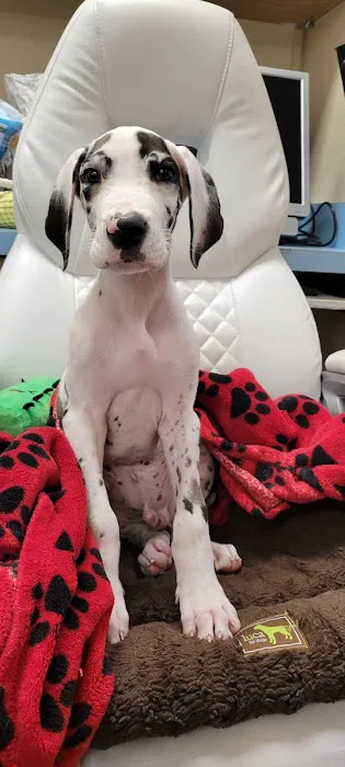 101 Pet Vet Picture 10