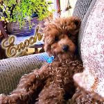 Marina Animal Hospital