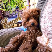 Marina Animal Hospital ico