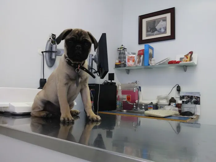 Marina Animal Hospital Picture 4