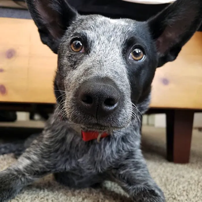 Marina Animal Hospital Picture 2