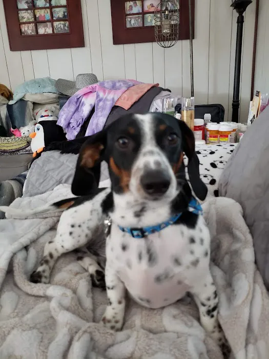 Marina Animal Hospital Picture 9