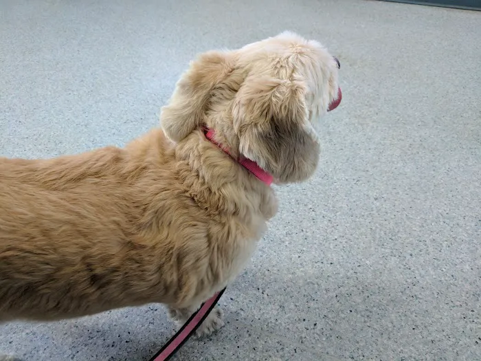 Marina Animal Hospital Picture 10