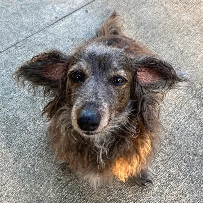 The Animal Doctor Picture 2