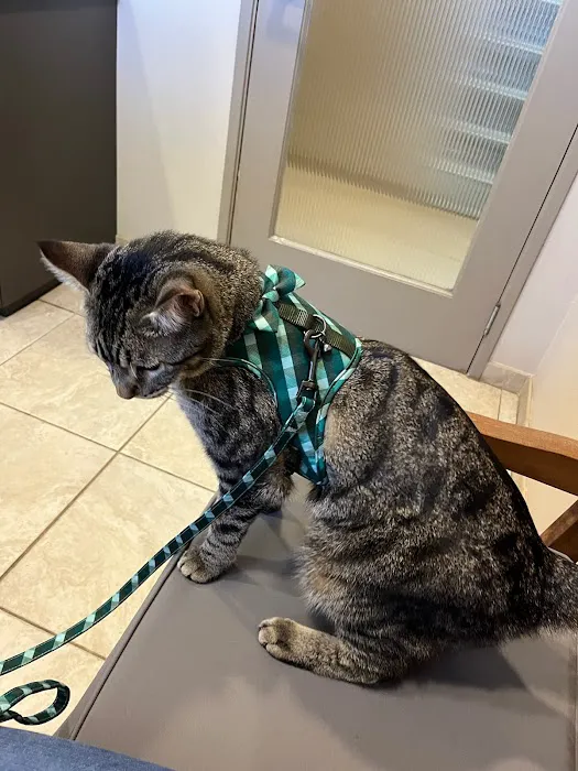 The Animal Doctor Picture 3