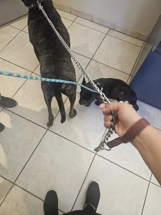 The Animal Doctor Picture 8