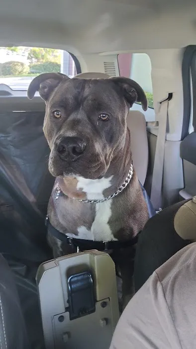 The Animal Doctor Picture 4