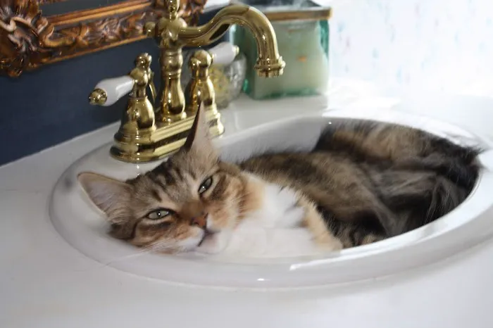 The Animal Doctor Picture 6