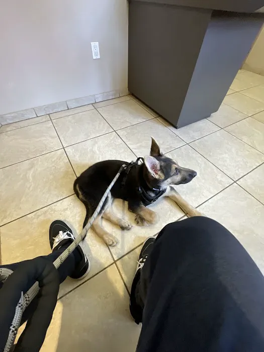 The Animal Doctor Picture 7