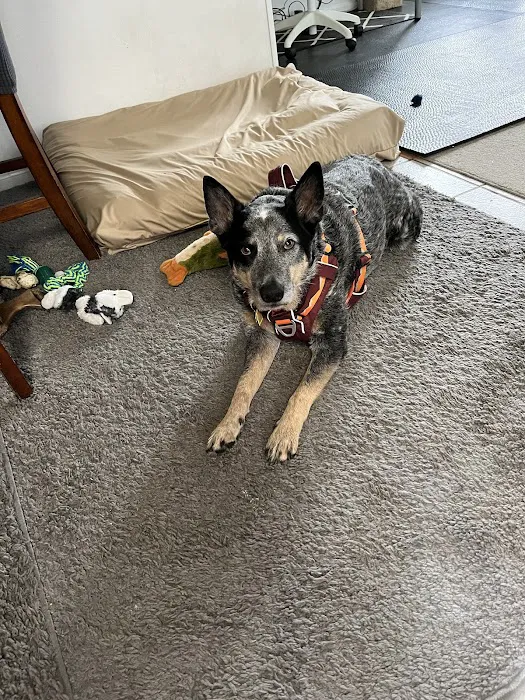 East Ventura Animal Hospital Picture 4