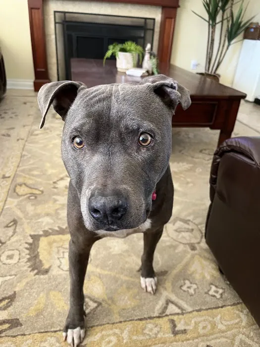 East Ventura Animal Hospital Picture 3