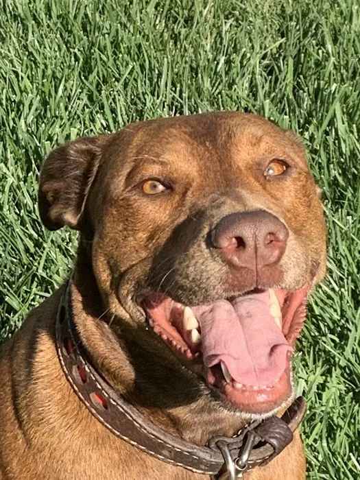 East Ventura Animal Hospital Picture 2