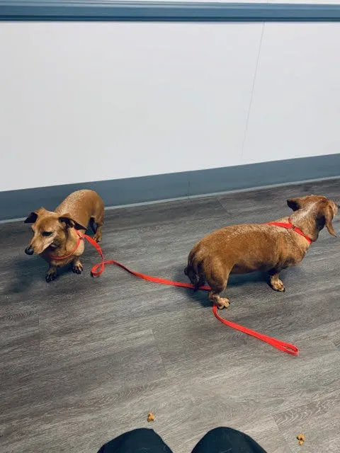 East Ventura Animal Hospital Picture 5