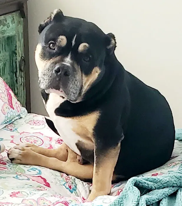 East Ventura Animal Hospital Picture 6