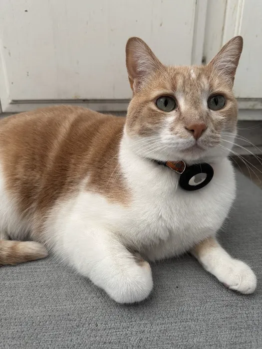 East Ventura Animal Hospital Picture 7