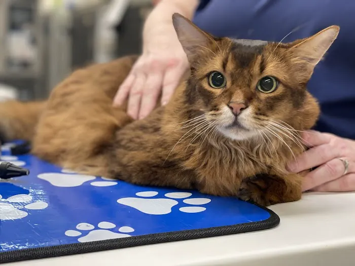 Veterinary Medical and Surgical Group Picture 1