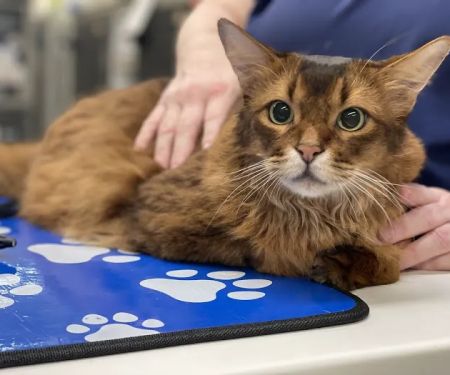 Veterinary Medical and Surgical Group