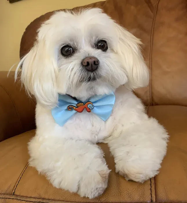 Veterinary Medical and Surgical Group Picture 2