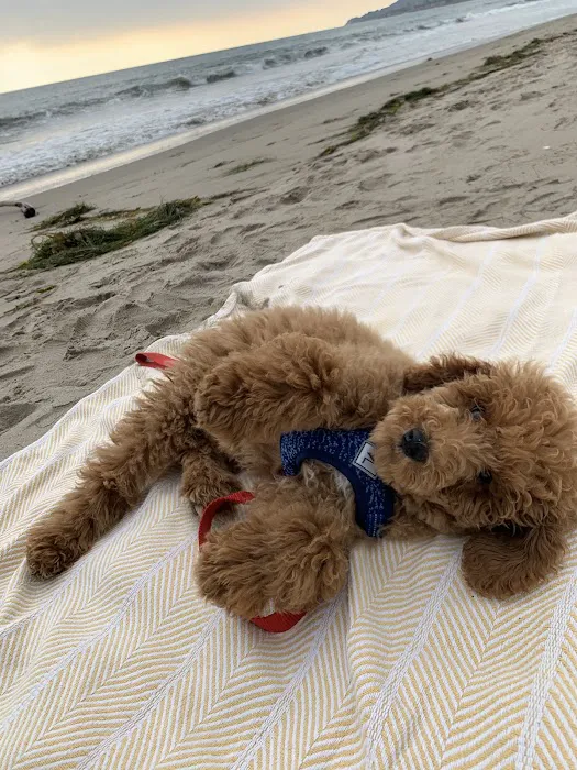 Veterinary Medical and Surgical Group Picture 4