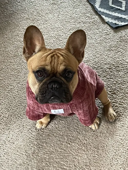 Veterinary Medical and Surgical Group Picture 6