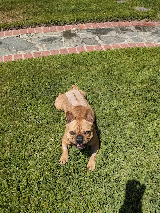 Veterinary Medical and Surgical Group Picture 8