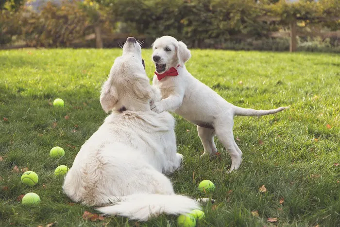 Veterinary Medical and Surgical Group Picture 10