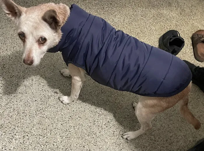 Veterinary Medical and Surgical Group Picture 7