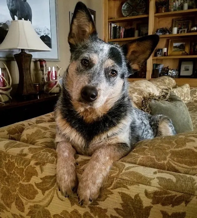 Veterinary Medical and Surgical Group Picture 9