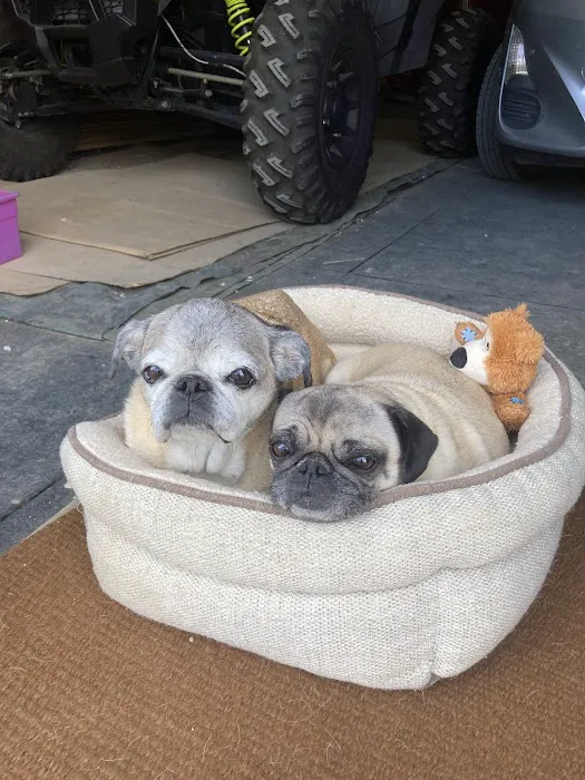 Horizon Veterinary Specialists Picture 3