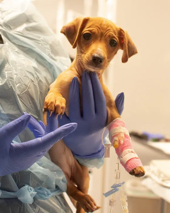 Horizon Veterinary Specialists Picture 9