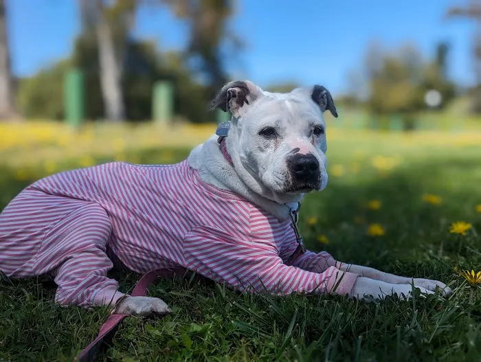 Horizon Veterinary Specialists Picture 8