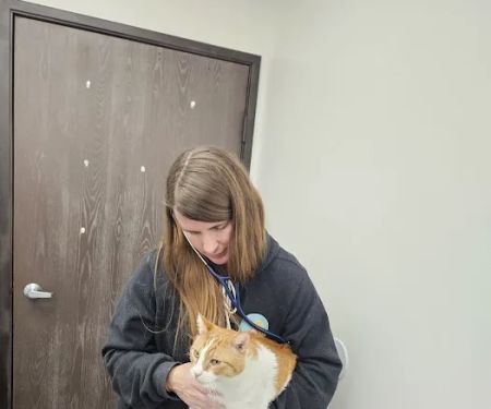 Mountain View Animal Hospital