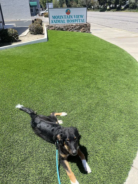Mountain View Animal Hospital Picture 8