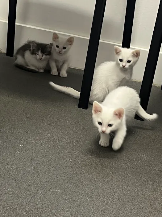 Mountain View Animal Hospital Picture 7