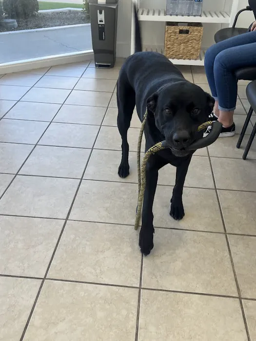 Mountain View Animal Hospital Picture 9