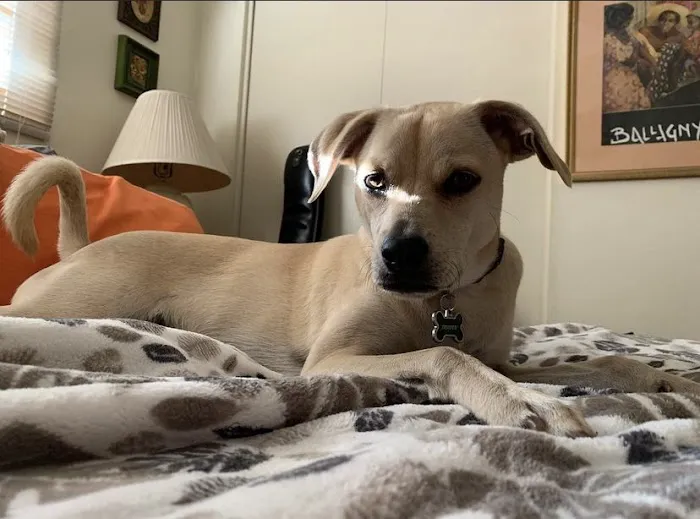 American Veterinary Hospital of Simi Valley Picture 2