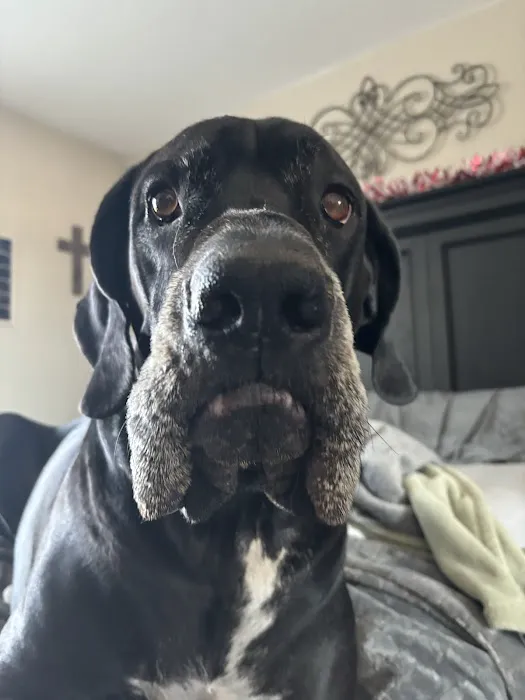 American Veterinary Hospital of Simi Valley Picture 1