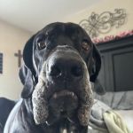 American Veterinary Hospital of Simi Valley