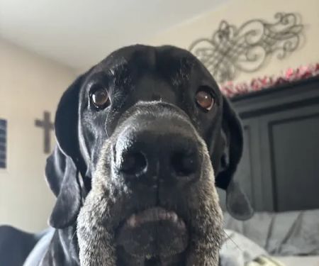 American Veterinary Hospital of Simi Valley