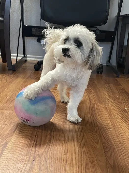 American Veterinary Hospital of Simi Valley Picture 3